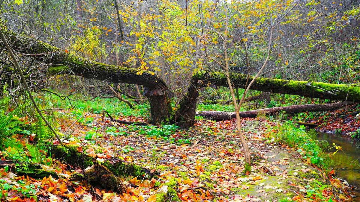 ���������� �������. ����� �������� �������� �� PhotoGeek.ru #������ ��� �������