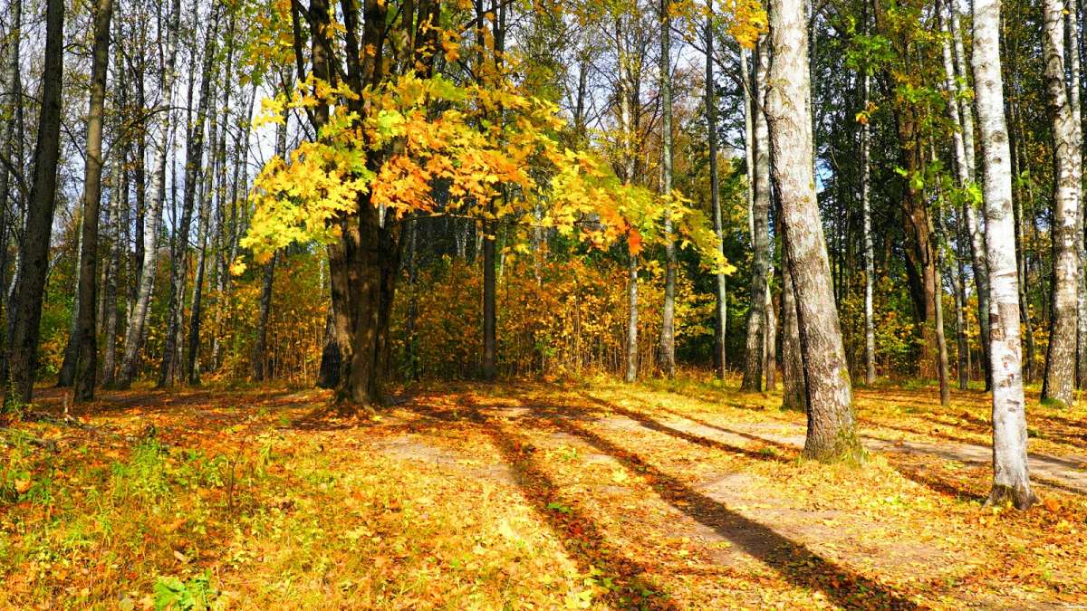 ����� � ��������� �����. ����� �������� �������� �� PhotoGeek.ru #����� #������ ��� �������