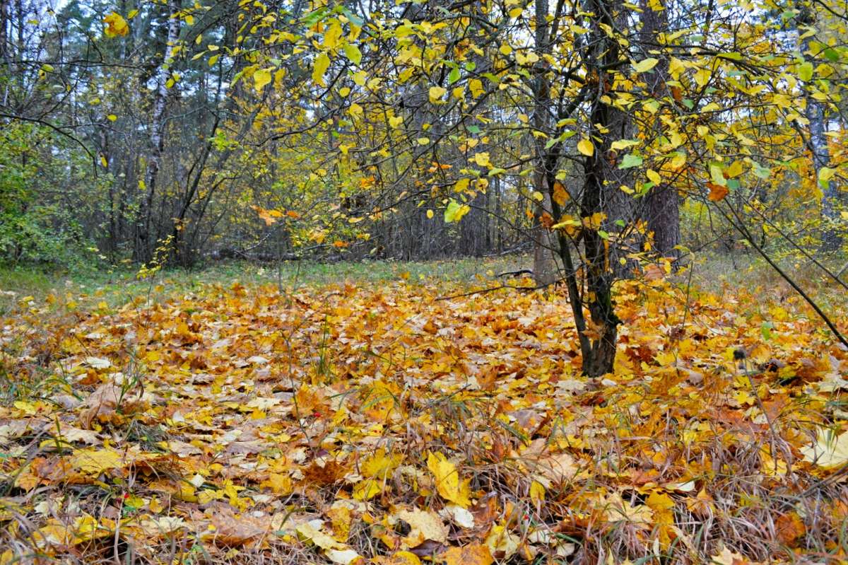 Картинка октября. / Картинка октября. / Фотография на PhotoGeek.ru