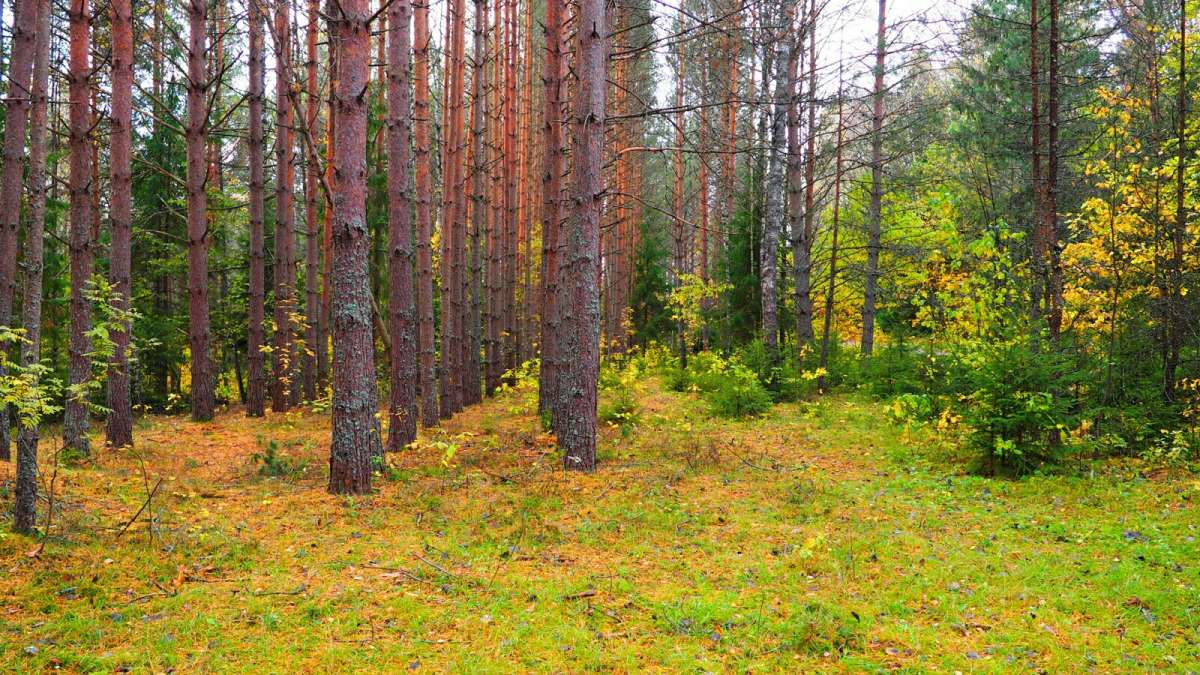 Осенний сосновый бор. / Осенний сосновый бор. / Фотография на PhotoGeek.ru