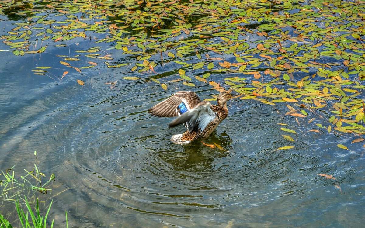 �������� �������. ����� �������� �������� �� PhotoGeek.ru #�������� ���