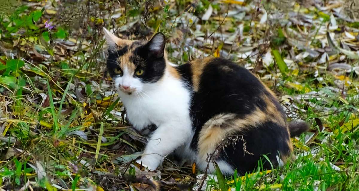 ���������� �����. ����� �������� �������� �� PhotoGeek.ru #����� #�������� ���