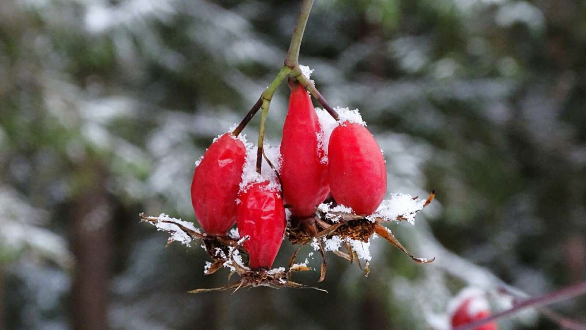 Картинка поздней осени. / Картинка поздней осени. / Фотография на ...