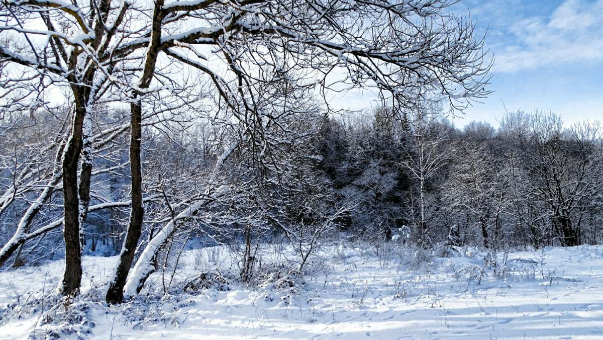 Про зиму. / Про зиму. / Фотография на PhotoGeek.ru