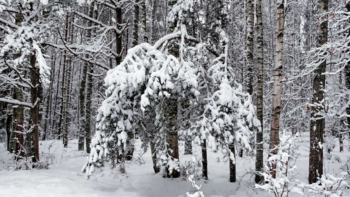 ������ ������� ����. ����� �������� �������� �� PhotoGeek.ru #������ ��� �������