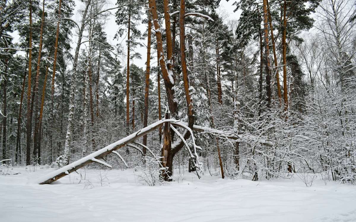 � ������ ����. ����� �������� �������� �� PhotoGeek.ru #������ ��� �������