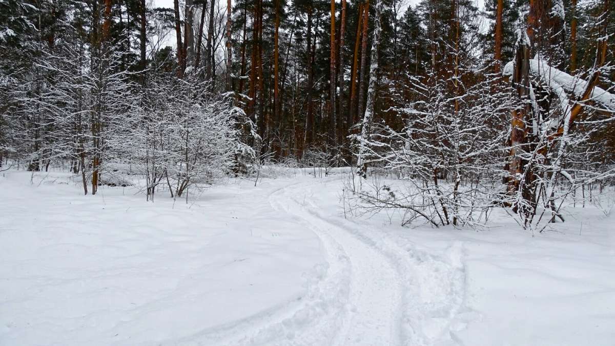 Тропинка в заснеженном лесу. / Тропинка в заснеженном лесу ...