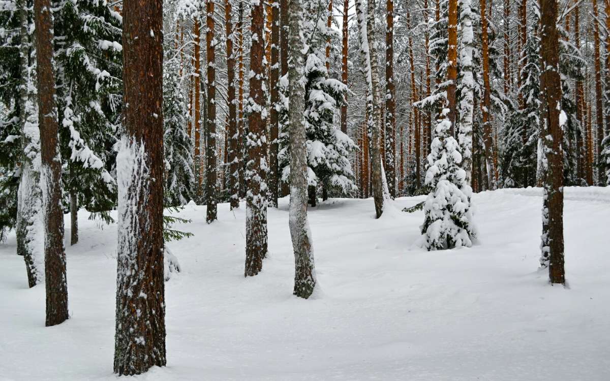 � ������ ����. ����� �������� �������� �� PhotoGeek.ru #������ ��� �������