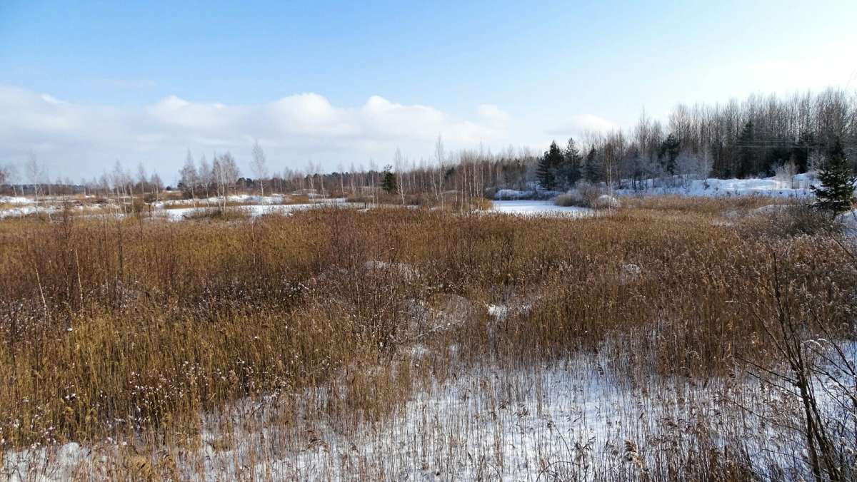 Заросли камыша. / Заросли камыша. / Фотография на PhotoGeek.ru