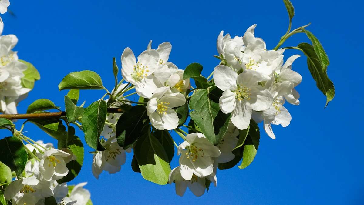 Яблоневый цвет. / Яблоневый цвет. / Фотография на PhotoGeek.ru