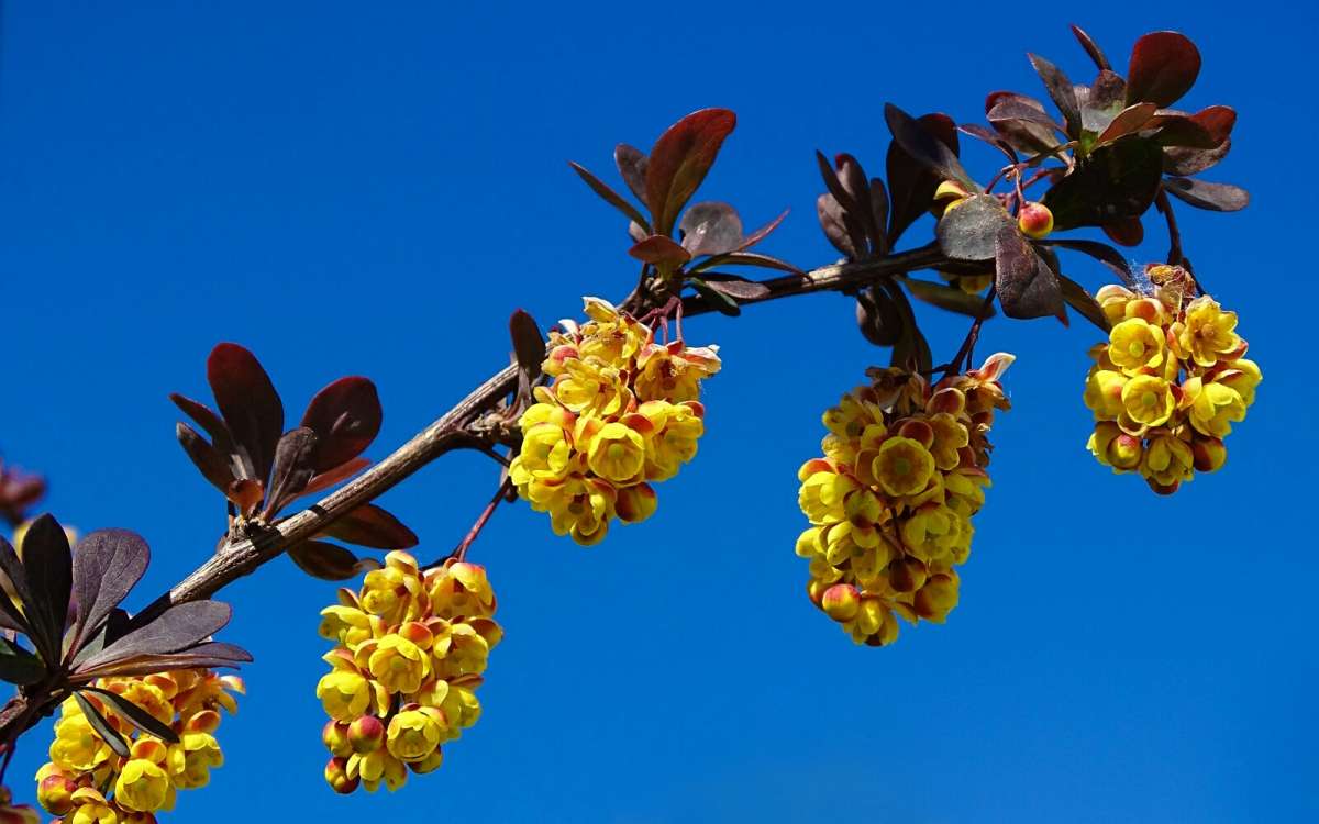 Барбарис на фоне голубого неба. / Барбарис на фоне голубого неба ...