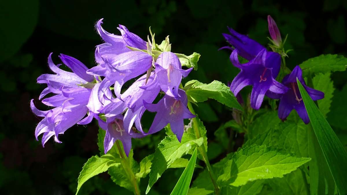 Лесные цветы. / Лесные цветы. / Фотография на PhotoGeek.ru