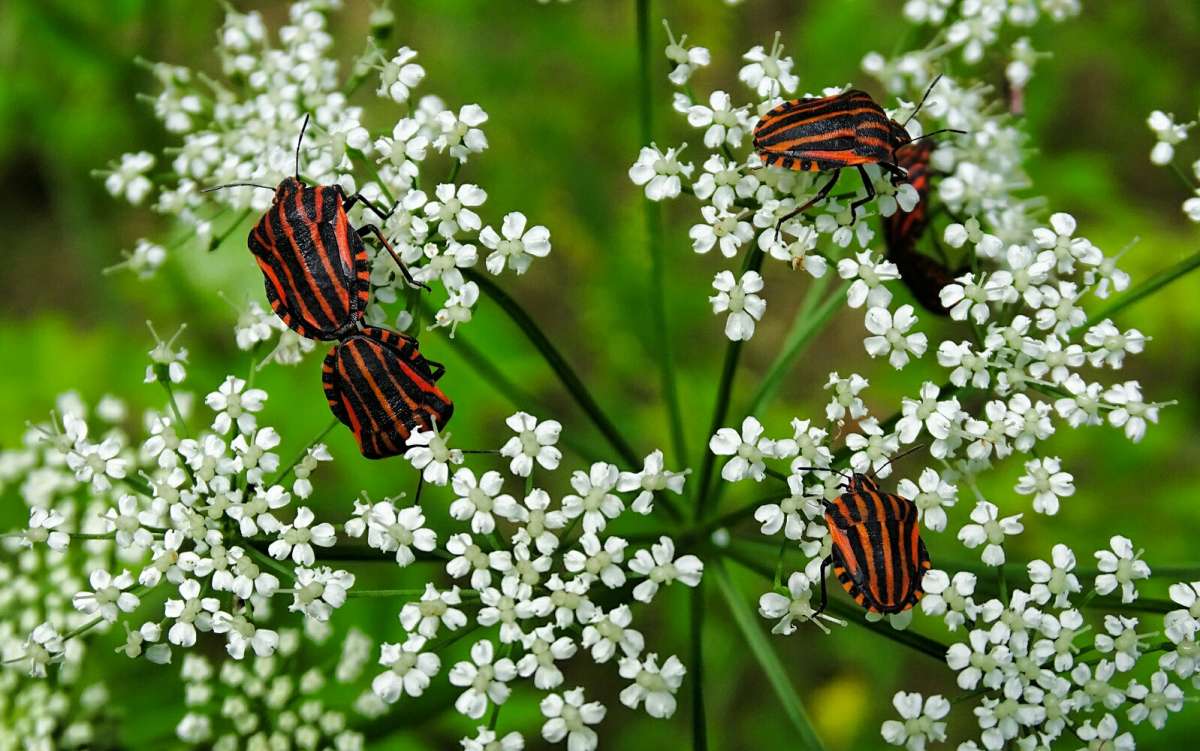  .     PhotoGeek.ru #