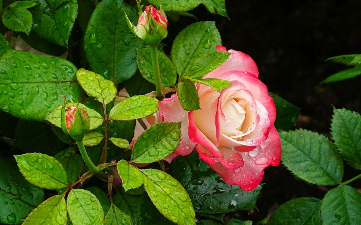  .     PhotoGeek.ru # #