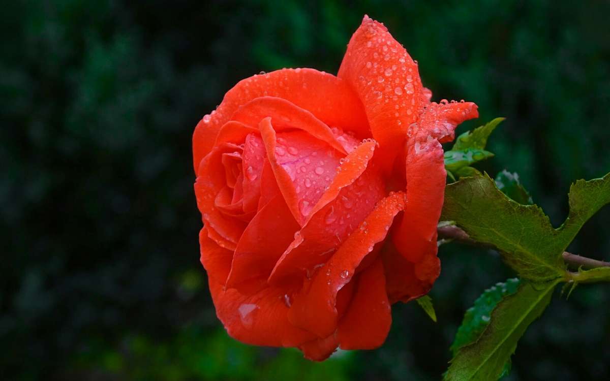   .     PhotoGeek.ru # #