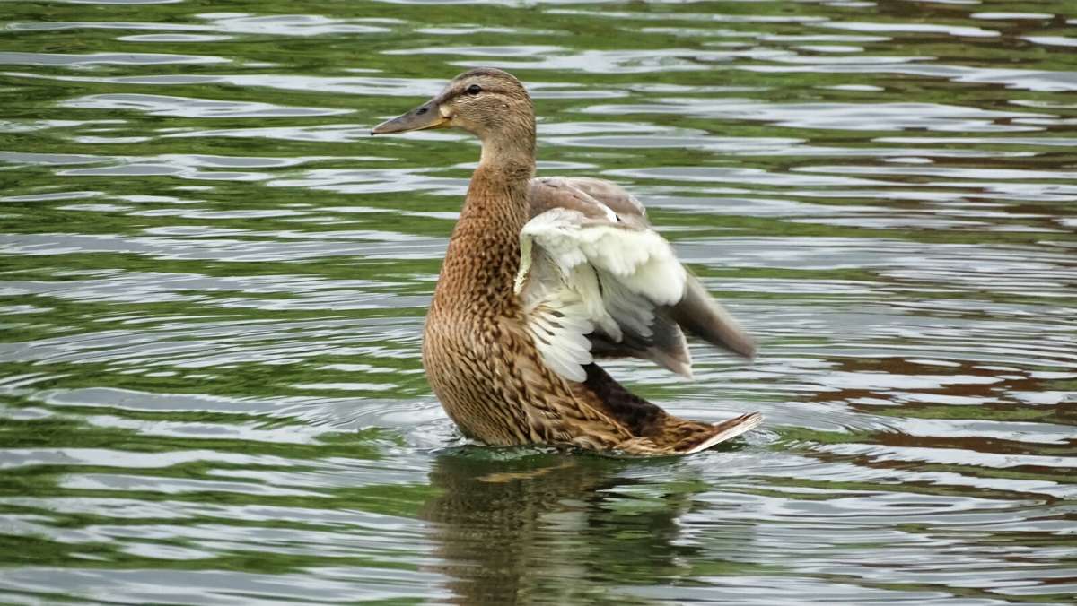 �������� ������������ ��������. ����� �������� �������� �� PhotoGeek.ru #�������� ���