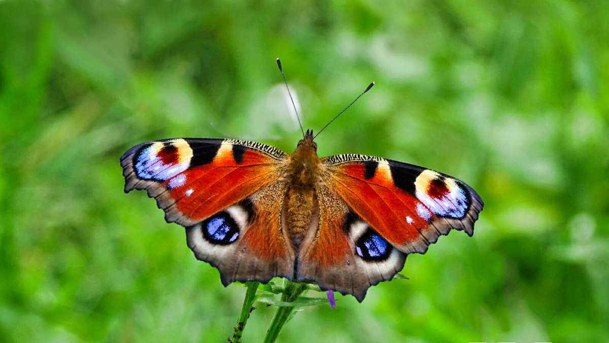 ������� �������� ����. ����� �������� �������� �� PhotoGeek.ru #����� #�������� ���