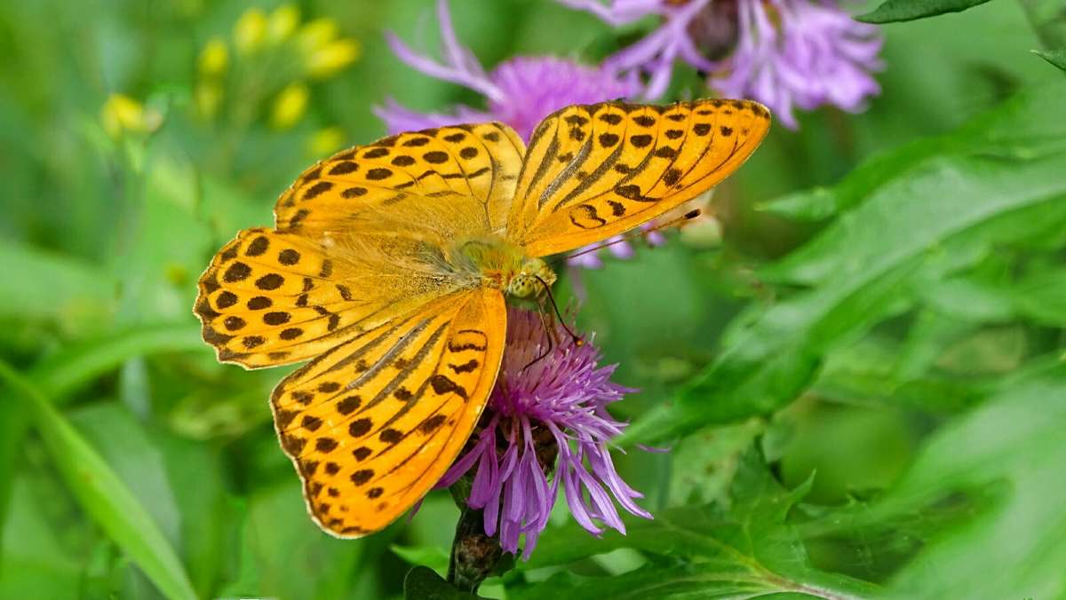 ������� �������������. ����� �������� �������� �� PhotoGeek.ru #����� #������ ��� �������