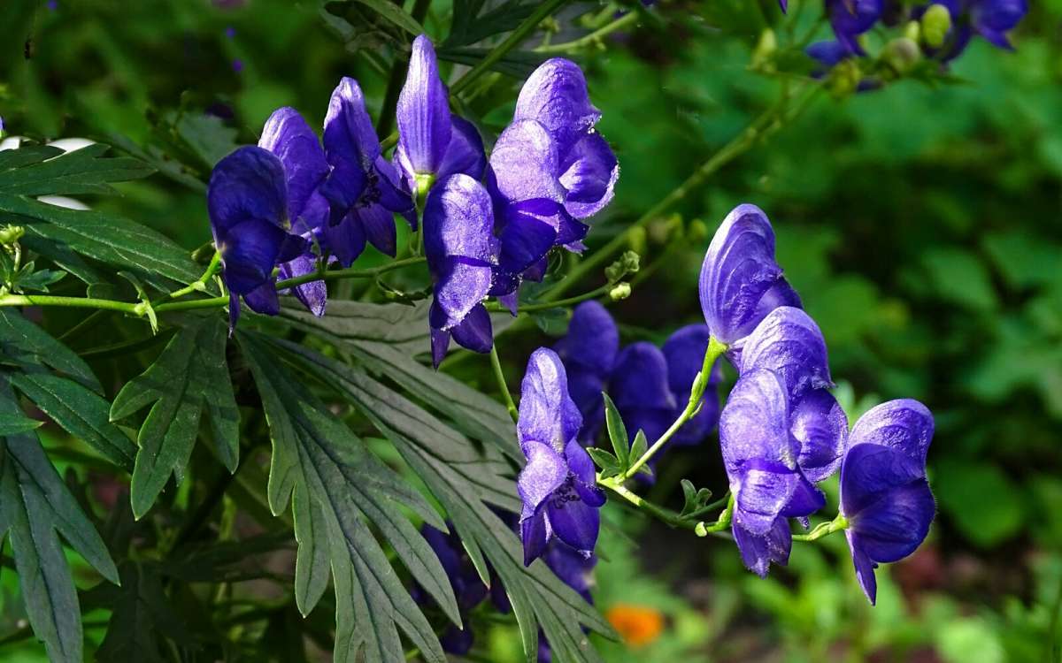 ������ (�������� "����") ����� �������� �������� �� PhotoGeek.ru #����� #�����