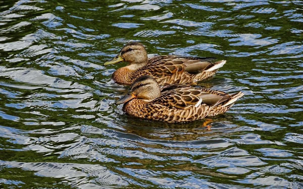 ������� ������ �������. ����� �������� �������� �� PhotoGeek.ru #�������� ���