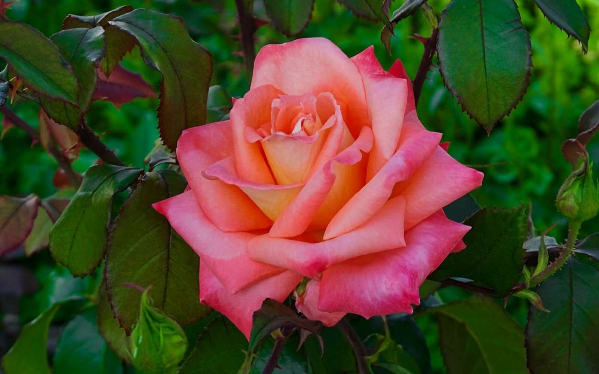 ��� ������ �� ��������� ������� ����. ����� �������� �������� �� PhotoGeek.ru #����� #�����