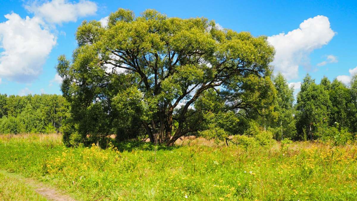 ������ - ����. ����� �������� �������� �� PhotoGeek.ru #������ ��� �������