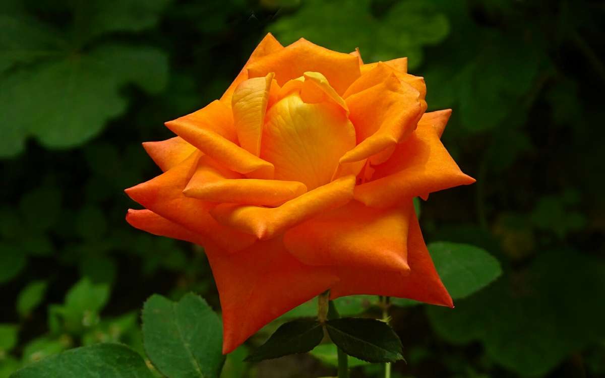 ��������� ���� �������. ����� �������� �������� �� PhotoGeek.ru #����� #�����