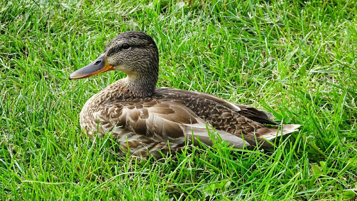 ������ ������� �� ��������. ����� �������� �������� �� PhotoGeek.ru #�������� ���