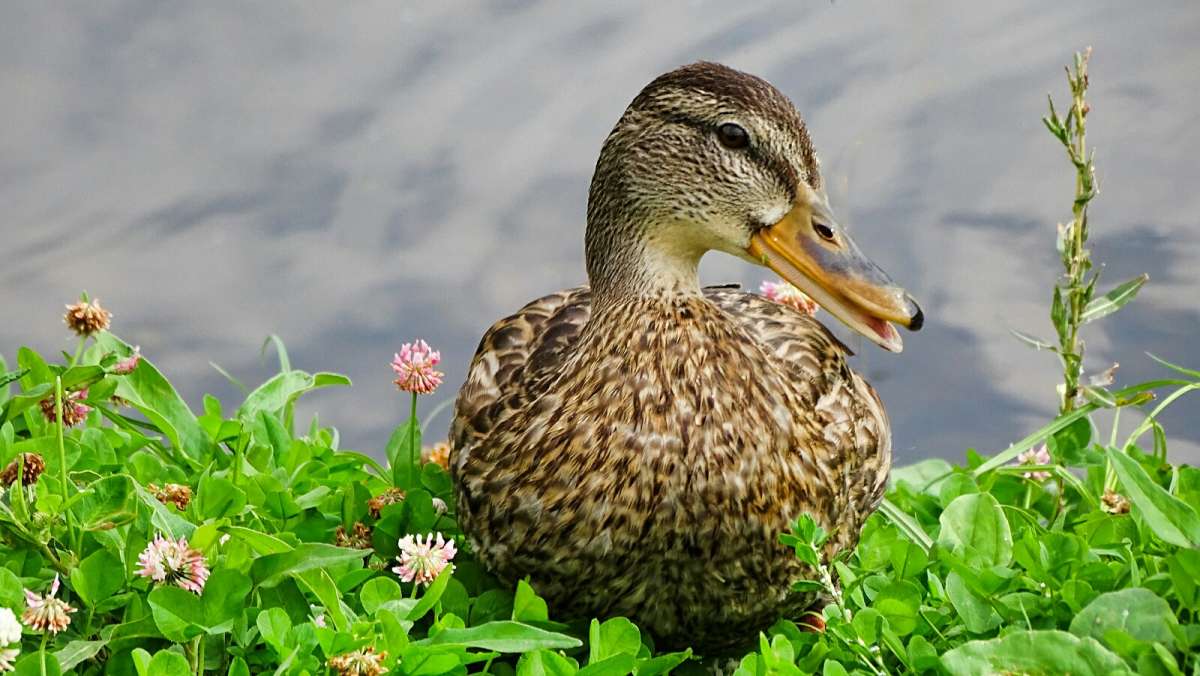 ������ - ���� ������. ����� �������� �������� �� PhotoGeek.ru #�������� ���