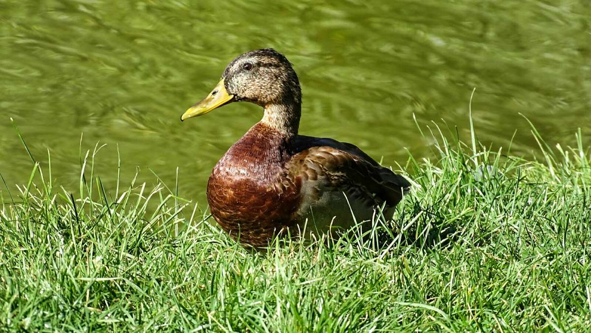 ������, ������� ��������� �� ������� � ������. ����� �������� �������� �� PhotoGeek.ru #����� #�������� ���