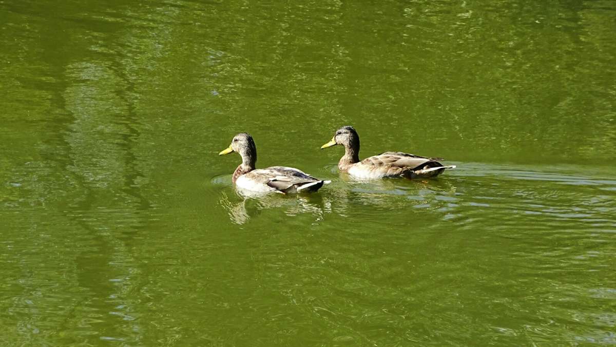 ���������� �������� ����. ����� �������� �������� �� PhotoGeek.ru #����� #�������� ���