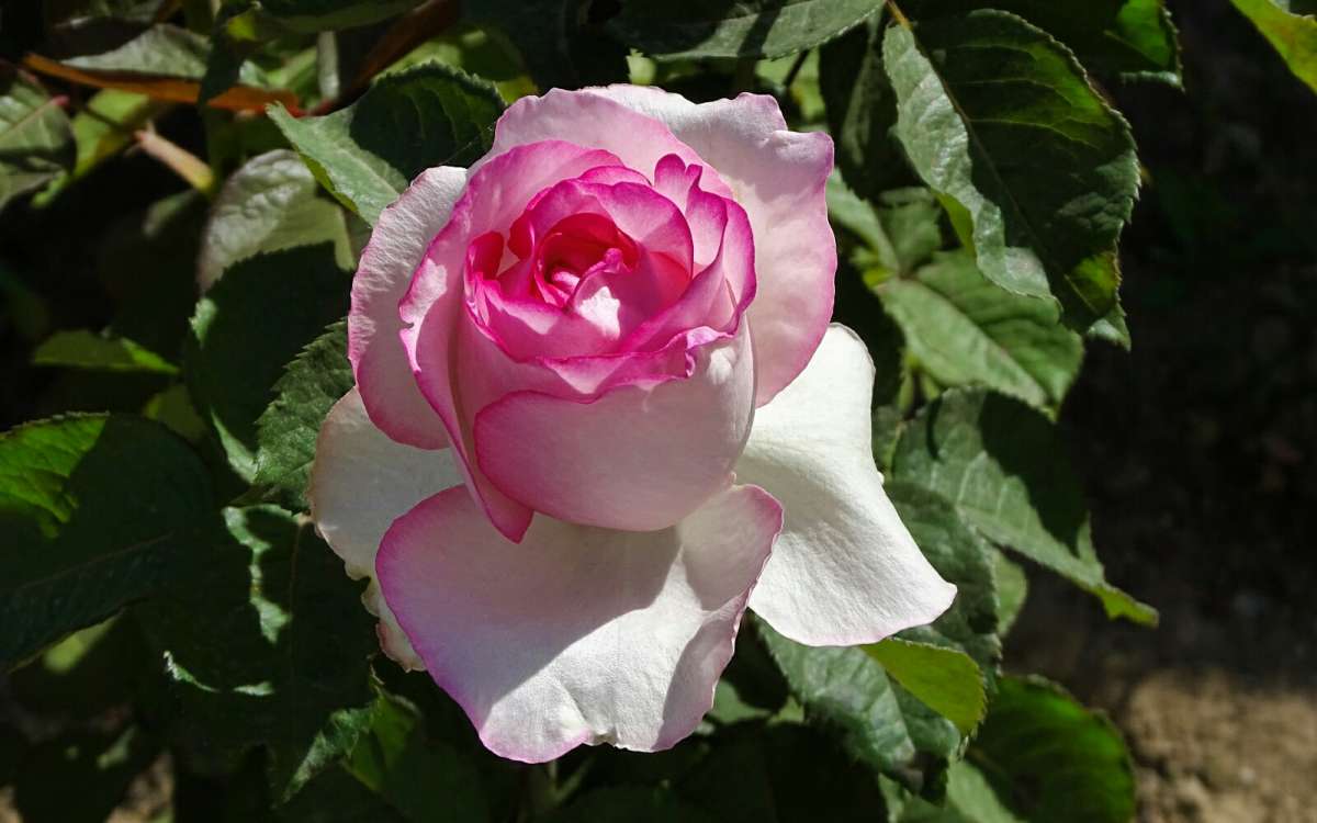 ��������� ����� ����� �������� �������� �� PhotoGeek.ru #����� #�����