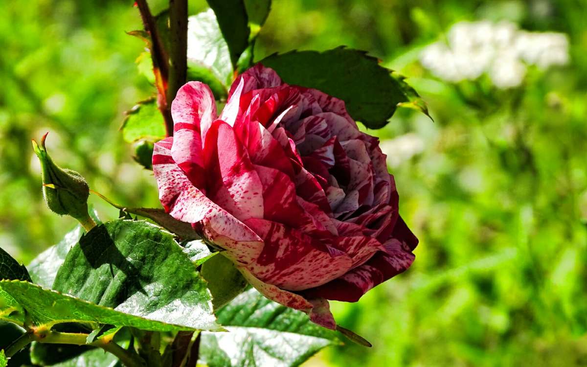 ��������� ���� ����� �������� �������� �� PhotoGeek.ru #����� #�����