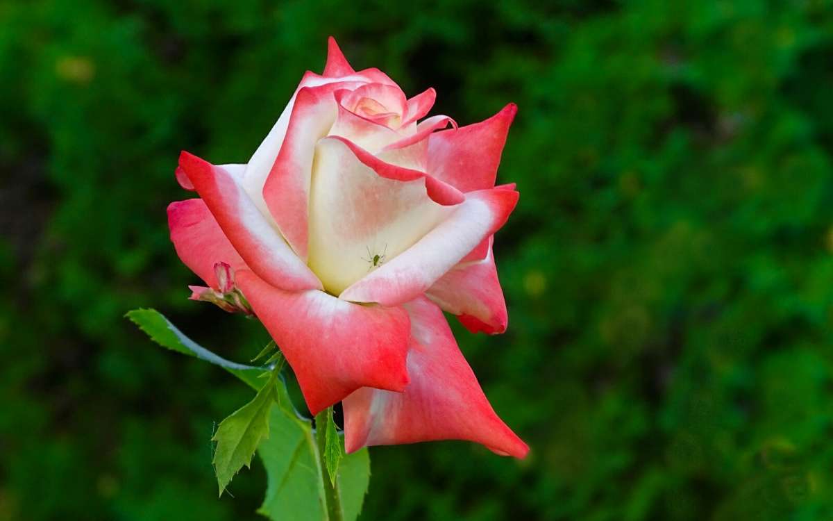 ��������� ������� � ������������. ����� �������� �������� �� PhotoGeek.ru #����� #�����