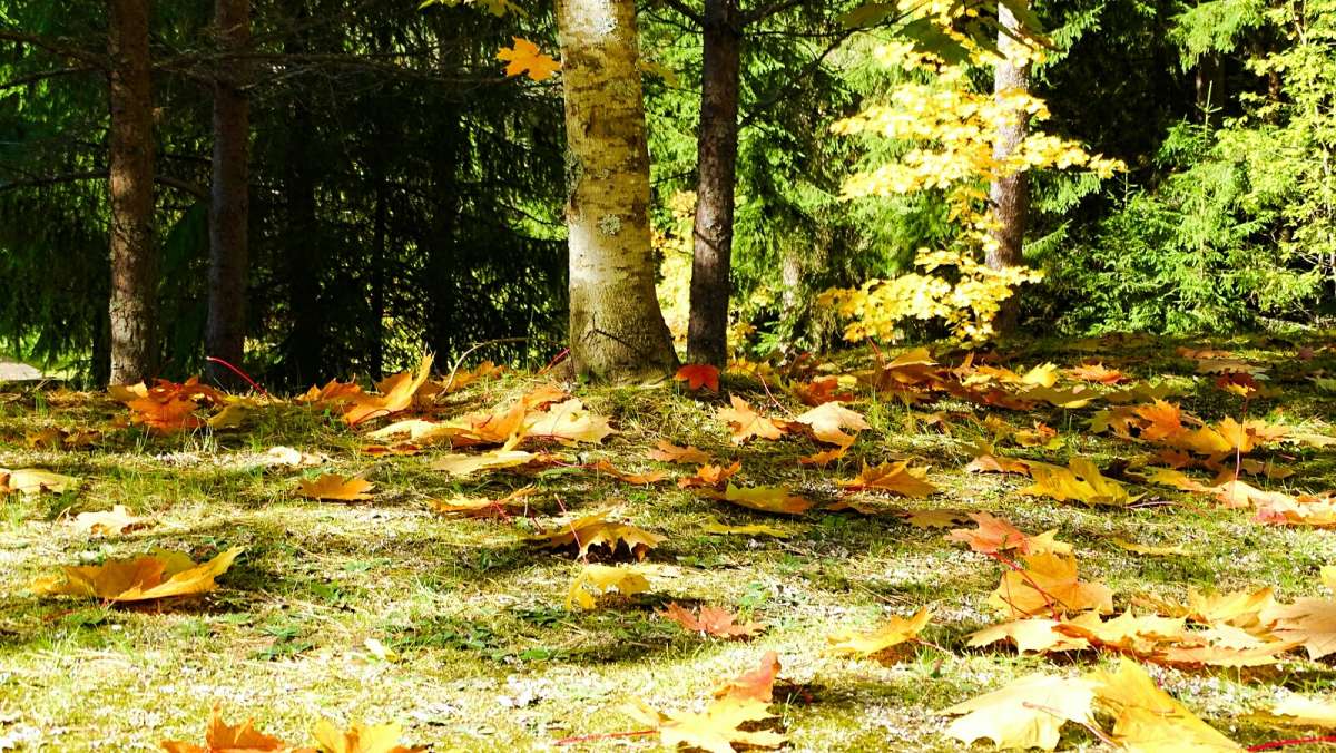 �������� �����. ����� �������� �������� �� PhotoGeek.ru #������ ��� �������