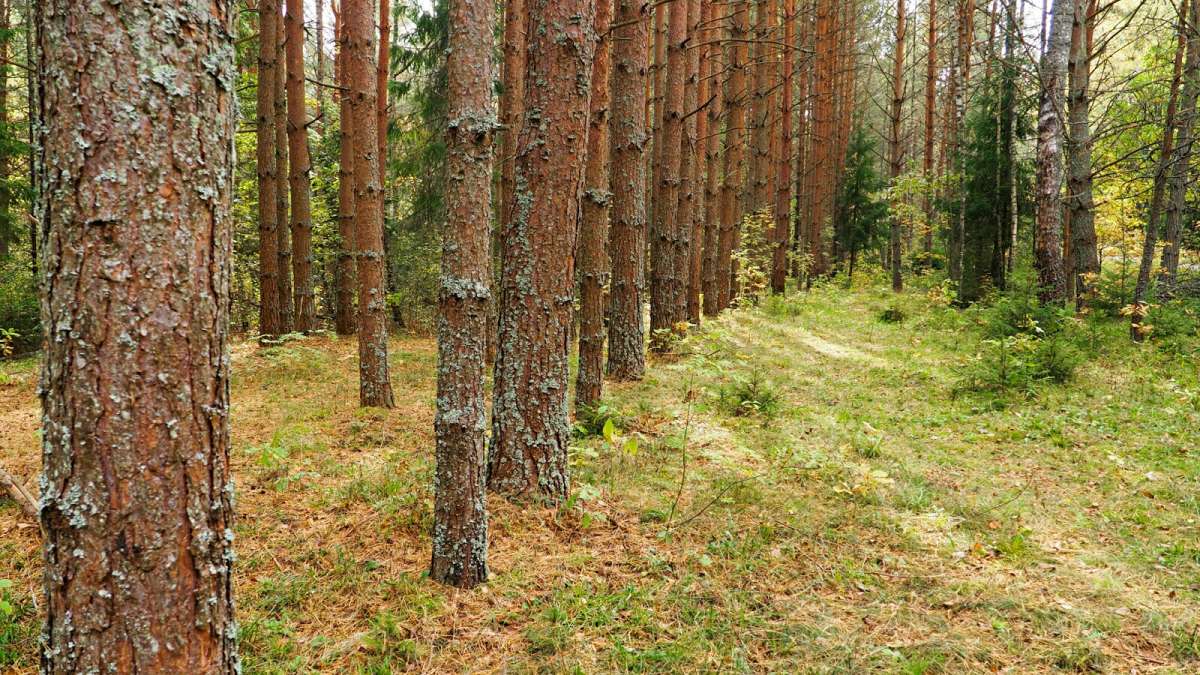 ����������� �������� ��� ����� �������� �������� �� PhotoGeek.ru #������ ��� �������