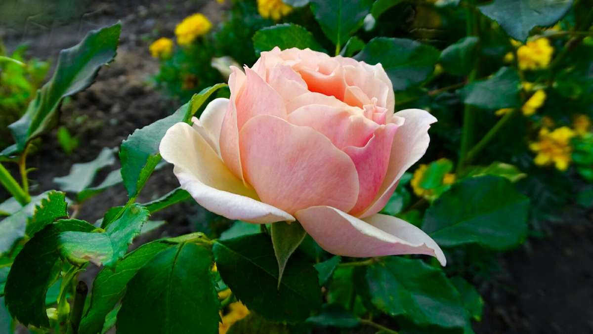 ������� ���� ����� �������� �������� �� PhotoGeek.ru #����� #�����