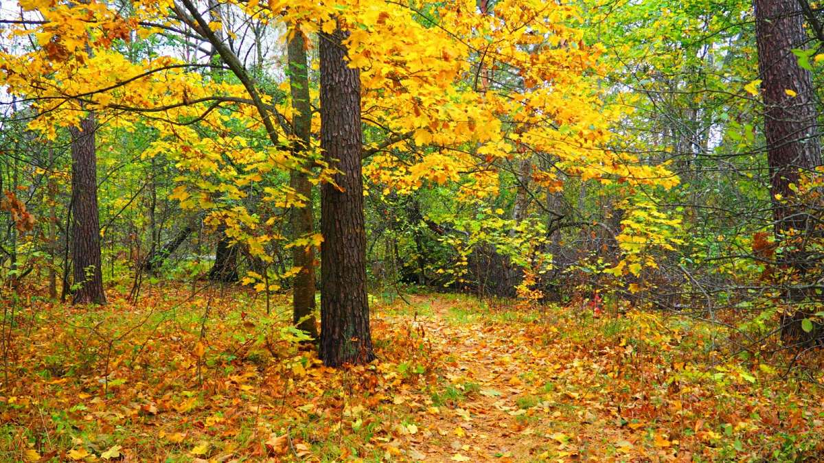 ������� ����� ���������� (�����) ����� �������� �������� �� PhotoGeek.ru #������ ��� �������