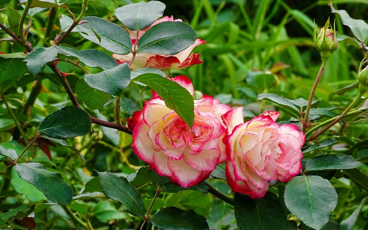 ��������� ����� ����� �������� �������� �� PhotoGeek.ru #����� #����� #������ ��� �������