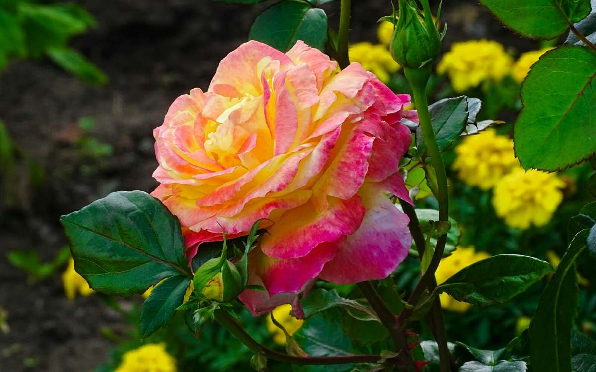 ������� ���� ����� �������� �������� �� PhotoGeek.ru #����� #�����