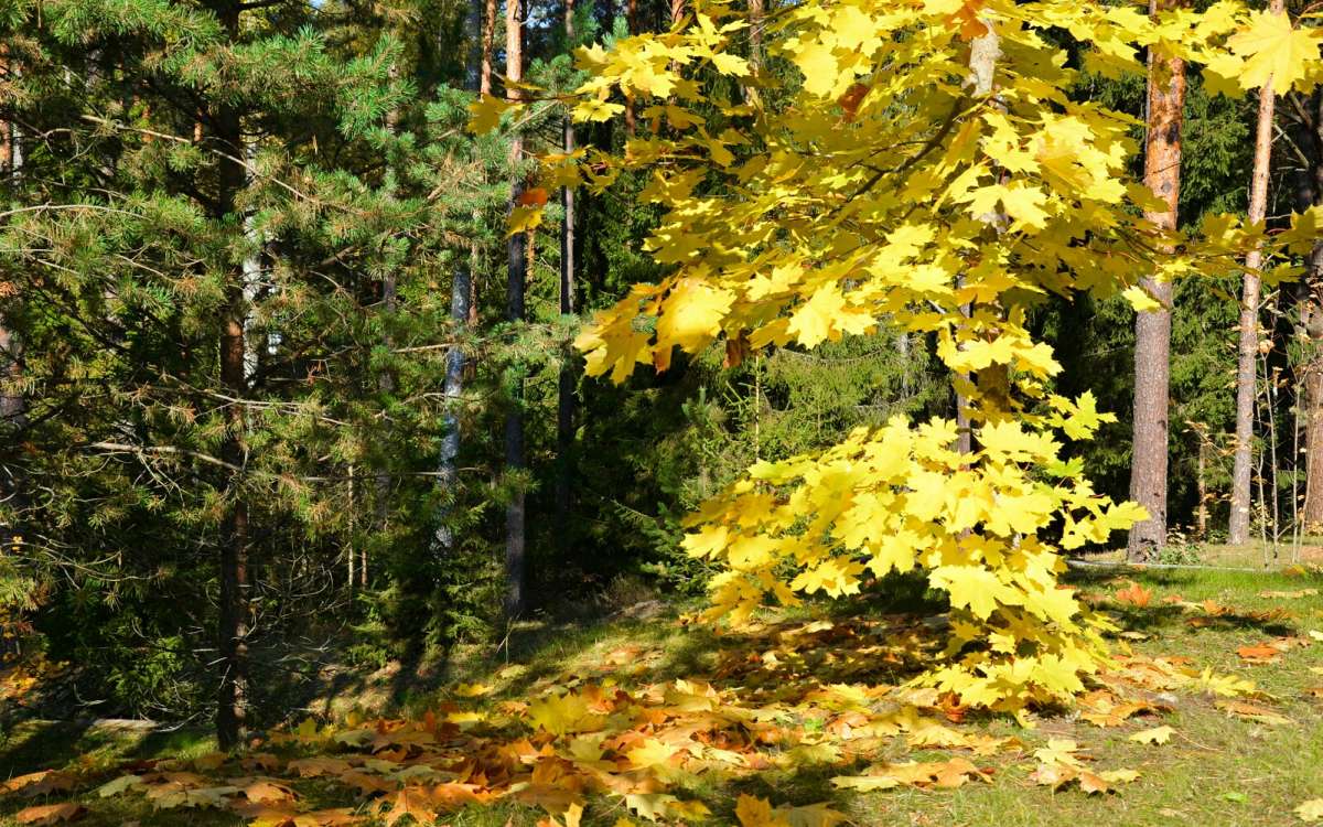 �������� �����. ����� �������� �������� �� PhotoGeek.ru #������ ��� �������