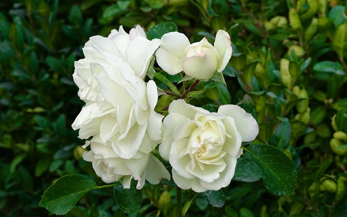 ��������� ����� ����� �������� �������� �� PhotoGeek.ru #����� #�����