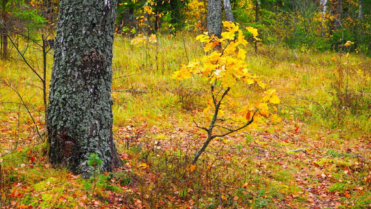 ����� ������� ����� �������� �������� �� PhotoGeek.ru #������ ��� �������