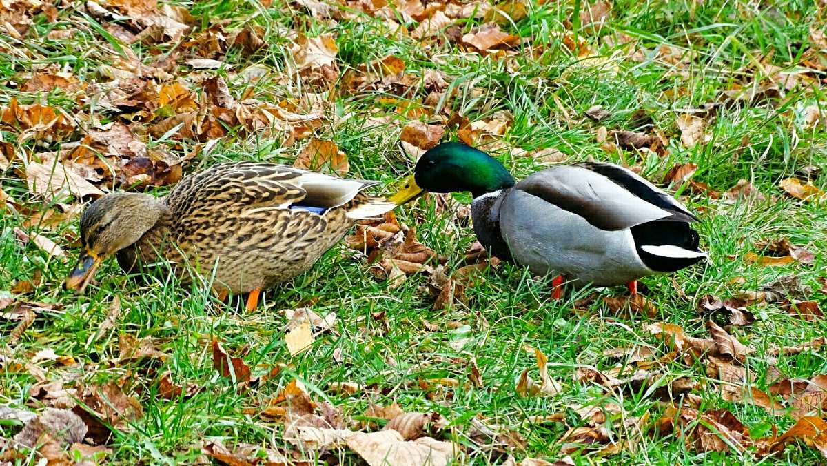 ���� - ������ �������� �� ������� � ������. ����� �������� �������� �� PhotoGeek.ru #����� #�������� ���