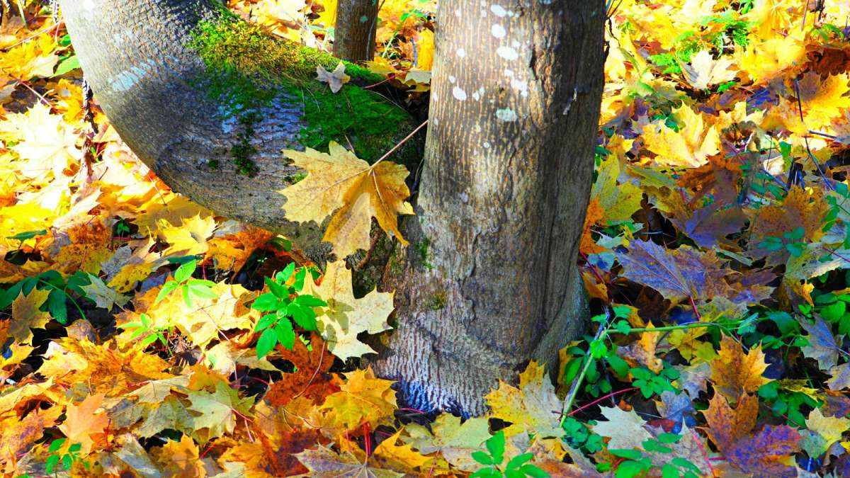 �������� ����� ������� ����� �������� �������� �� PhotoGeek.ru #����� #������ ��� �������