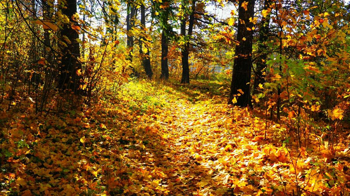 ������� ������� �������. ����� �������� �������� �� PhotoGeek.ru #������ ��� �������