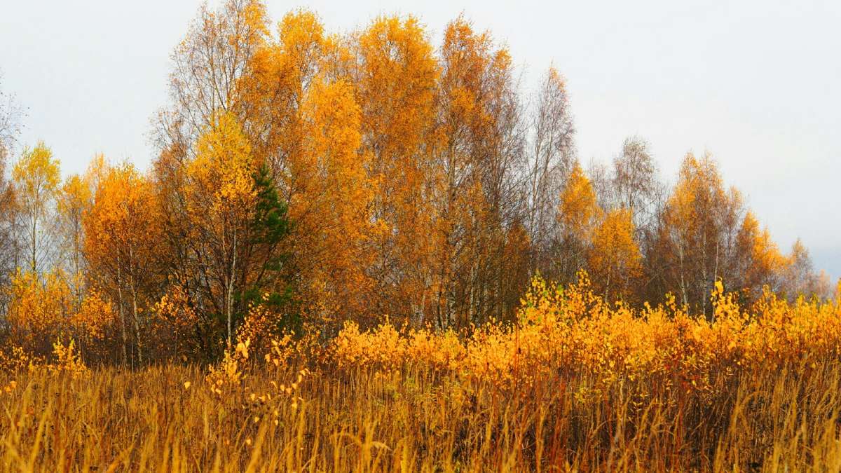 �������� ������� ����� ����� �������� �������� �� PhotoGeek.ru #������ ��� �������