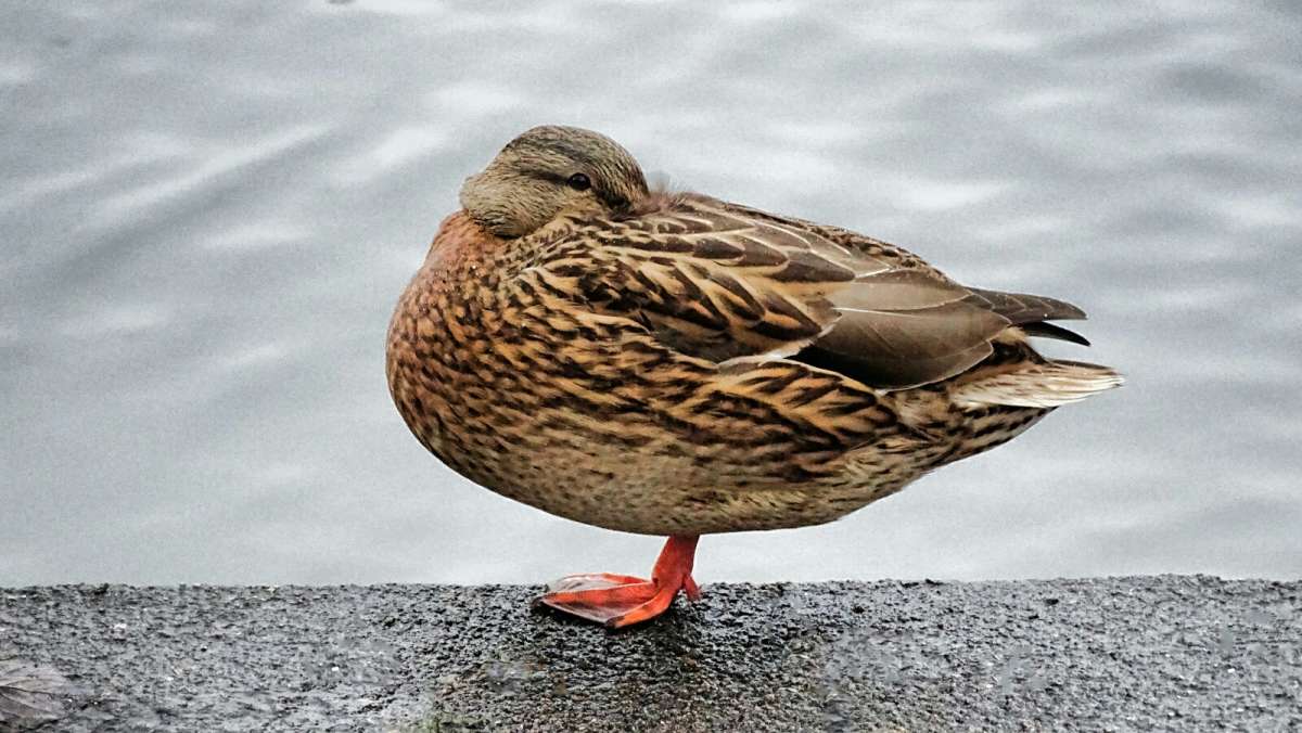 ���������� ������. ����� �������� �������� �� PhotoGeek.ru #����� #�������� ���