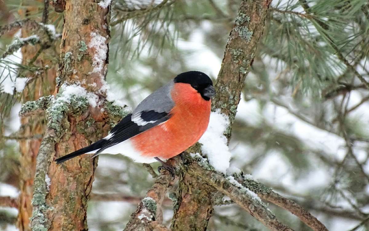 ������� - ��������� ������� ����. ����� �������� �������� �� PhotoGeek.ru #�������� ���