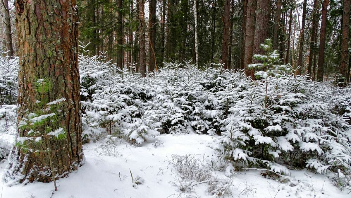 ������� "������� ���" ����� �������� �������� �� PhotoGeek.ru #������ ��� �������